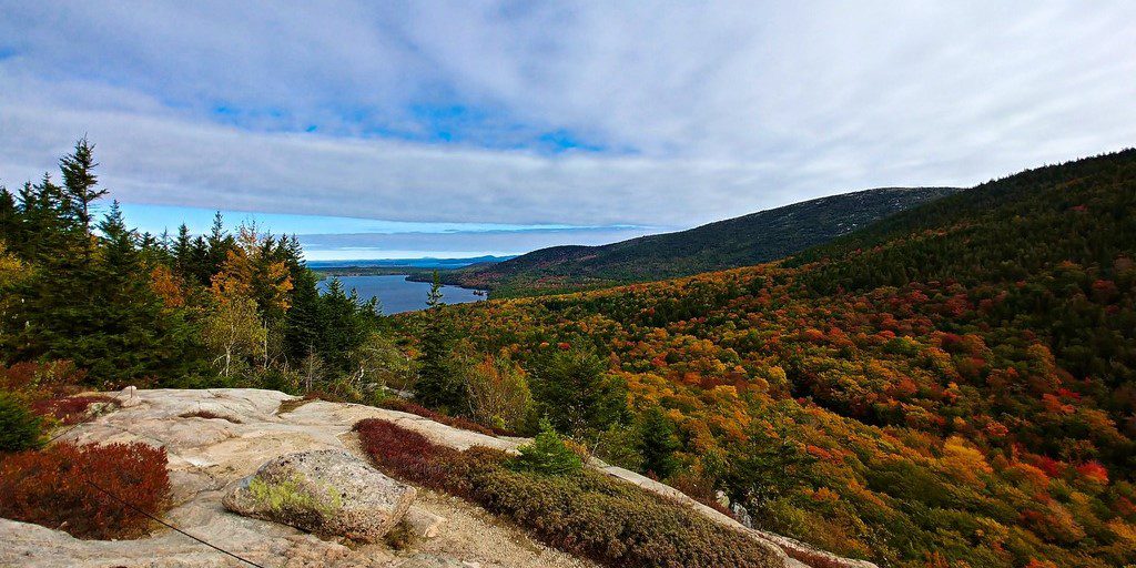 Forest Bathing in Acadia