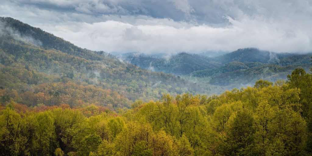 Forest Bathing in Great Smoky