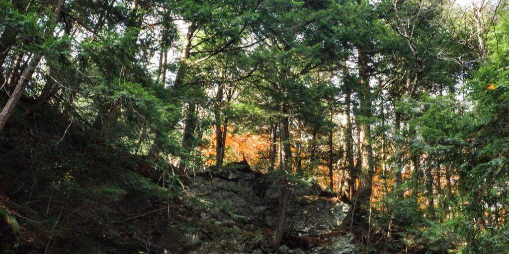 Forest Bathing in Smugglers' Notch