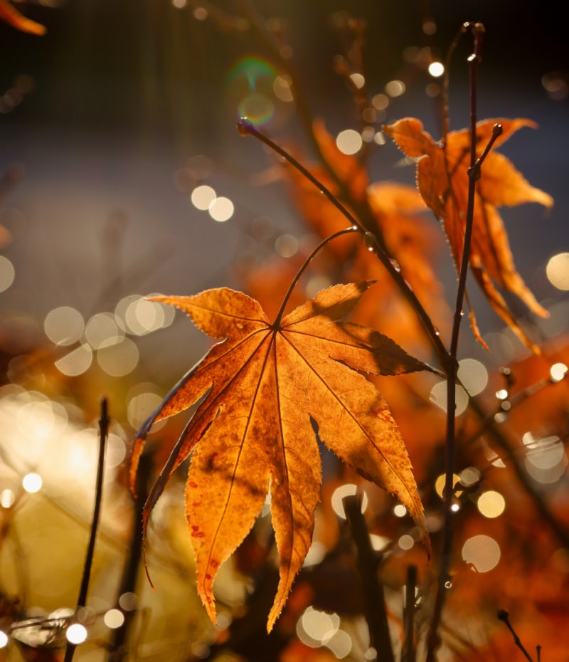 Fall leaves on a rainy afternoon in California.